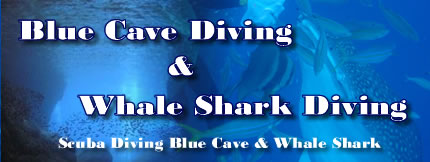 Blue Cave Diving & Whale Shark Diving in Okinawa