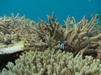 coral snorkel in okinawa